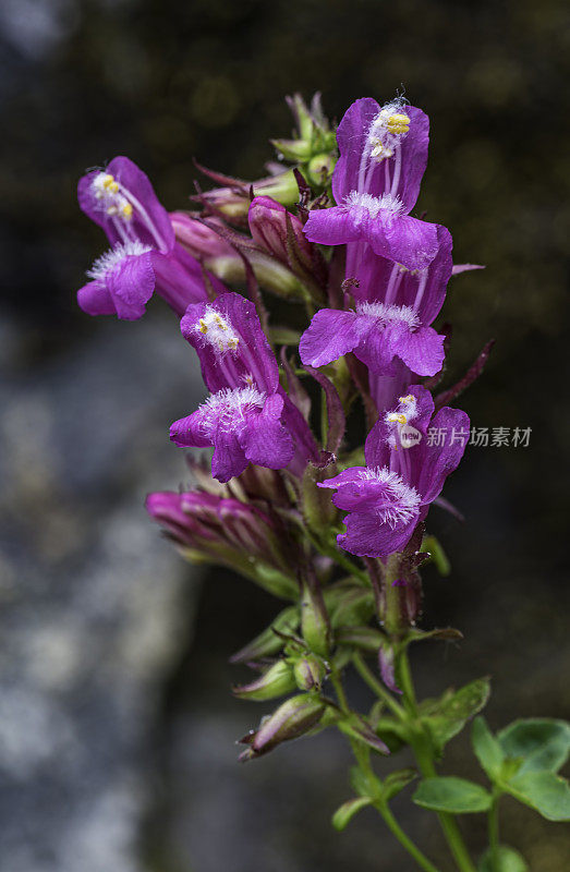 新berryi Penstemon newberryi是一种叫做山骄傲的Penstemon。位于加州内华达山脉的约塞米蒂国家公园